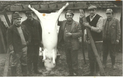 ve13.jpg